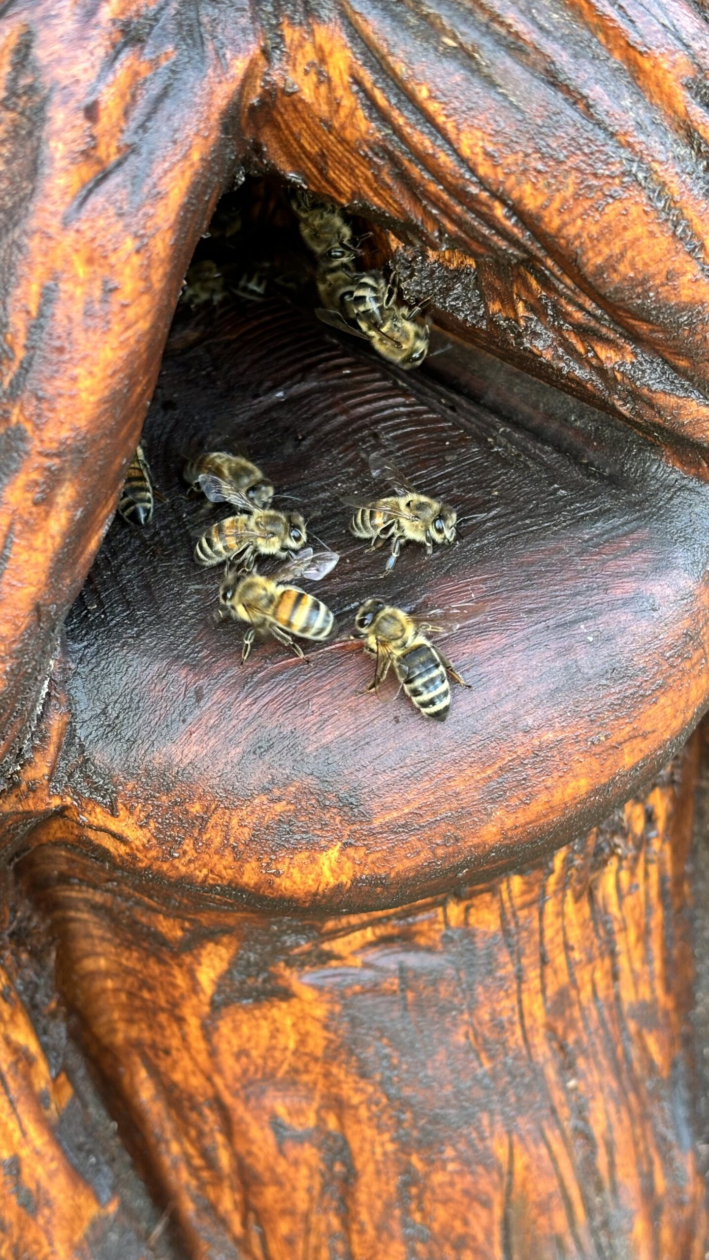 Ein Bild von Bienen in einem Baum